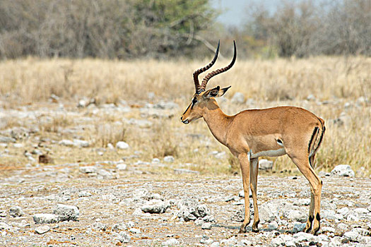 黑脸高角羚,高角羚属,埃托沙国家公园,纳米比亚,非洲