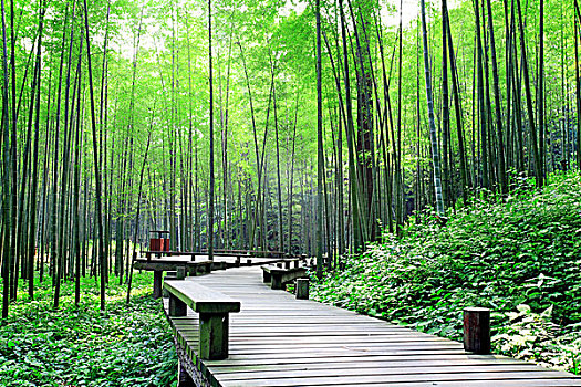 道路,竹林