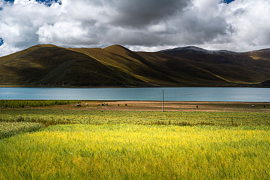 青藏高原湖畔牧场