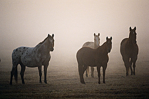 俄勒冈,牧场,马,晨雾,大幅,尺寸