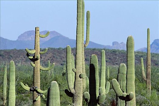 树形仙人掌,巨人柱仙人掌,仙人掌,地点,管风琴仙人掌国家保护区,亚利桑那