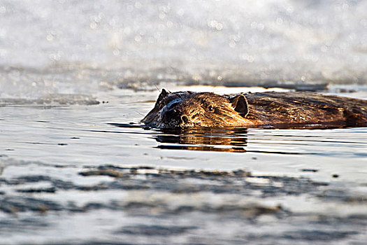 海狸,游泳,水,雪,背景,麋鹿,岛屿,国家公园,艾伯塔省,加拿大