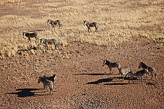 航拍,斑马,纳米布沙漠,纳米比诺克陆夫国家公园,纳米比亚