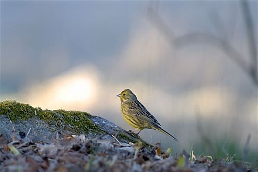 黄色,颊白鸟,瑞典