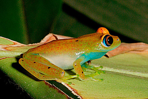 树蛙,成年,雨林,安达斯巴曼塔迪亚国家公园,东方,马达加斯加,非洲
