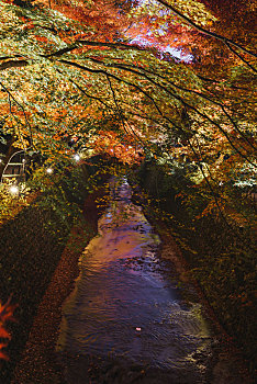 日本京都北野天满宫秋季枫叶,御土居水渠红叶景观