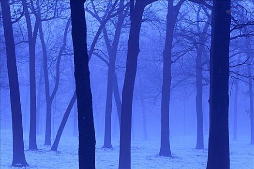 冬天,薄雾,树,高,公园,多伦多,安大略省,加拿大