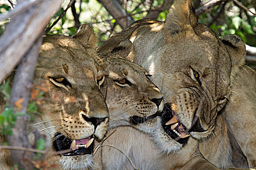 非洲狮,狮子,雌狮,荫凉,一个,狰狞,奥卡万戈三角洲,博茨瓦纳