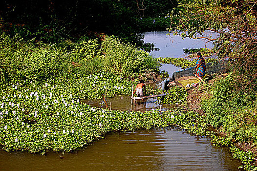 男孩,抓住,鱼,网,运河,孟加拉,四月,2008年