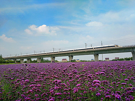 高铁,花海,高铁旅行