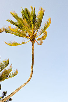棕榈树,弯曲,风