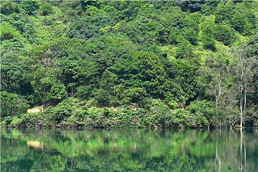绿色,树,湖