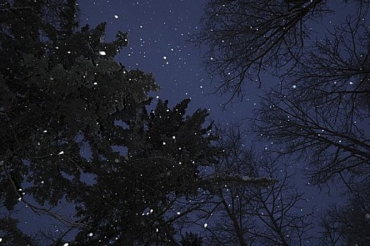 雪,夜晚,树林