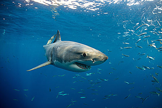 大白鲨,游动,沙鲨属,挨着,表面,瓜达卢佩,墨西哥