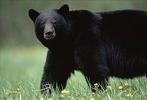黑熊,美洲黑熊,肖像,东南阿拉斯加