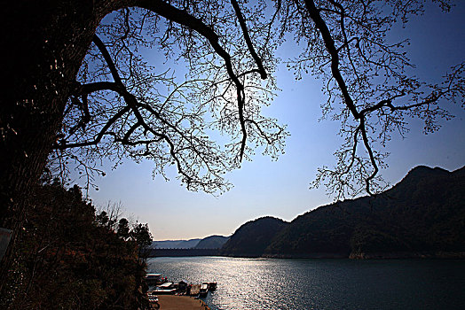 树木,树枝,水面