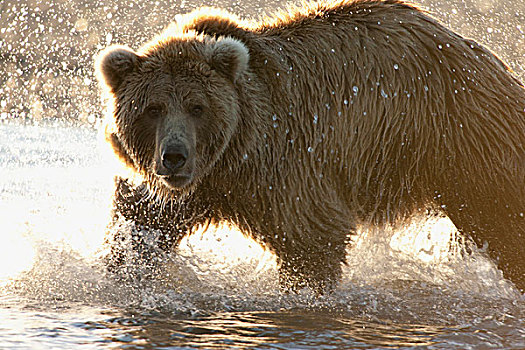大灰熊,棕熊,觅食,三文鱼,河流,卡特麦国家公园,阿拉斯加