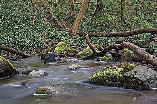 野蒜,树林,溪流,枝条,石头