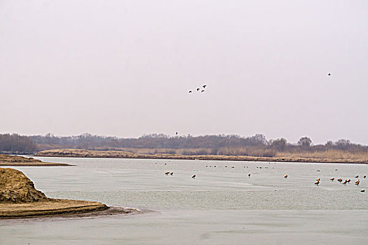东营黄河入海口湿地