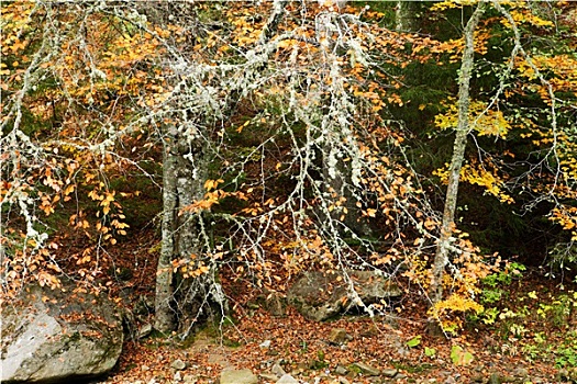 秋天,山毛榉,树林,欧洲