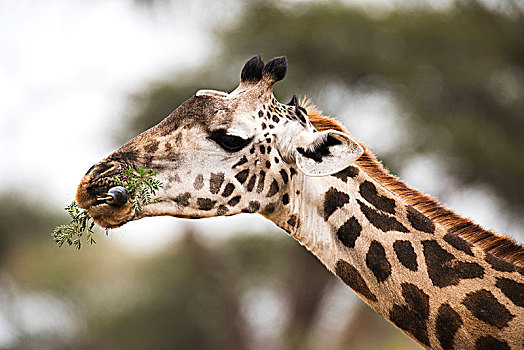 特写,长颈鹿,舌头,包装,刺槐,叶子,塔兰吉雷国家公园,坦桑尼亚