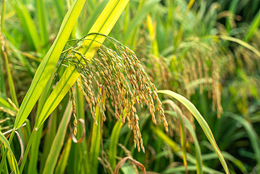 生长中的水稻