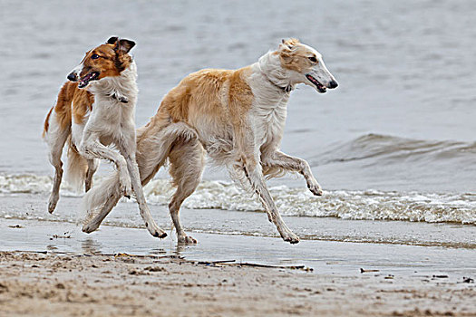 两个,俄罗斯狼狗,海滩