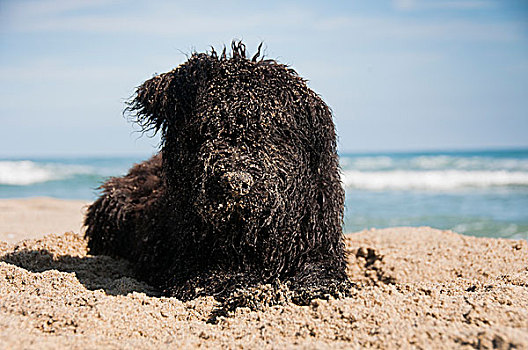 小狗,沙子,挖,海滩
