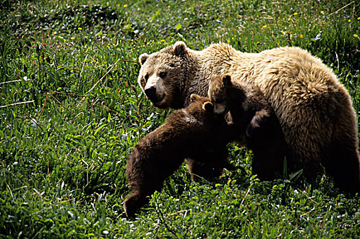 美国,阿拉斯加,德纳里峰国家公园,大灰熊,幼兽,玩