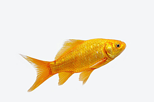 金鱼,成年,白色背景