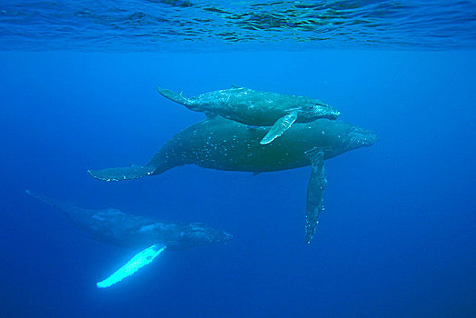 驼背鲸,大翅鲸属,鲸鱼,动物,幼兽,雄性动物,后面,多米尼加共和国,中美洲