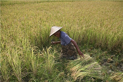 稻米,农业