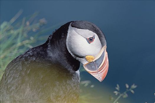 大西洋角嘴海雀,北极,展示,彩色,鸟嘴,夏天,饲养,季节,纽芬兰,加拿大