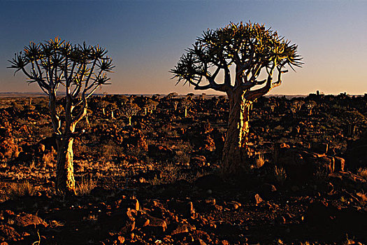 纳米比亚,箭筒树,二歧芦荟,抖树,中心,高原,区域,大幅,尺寸