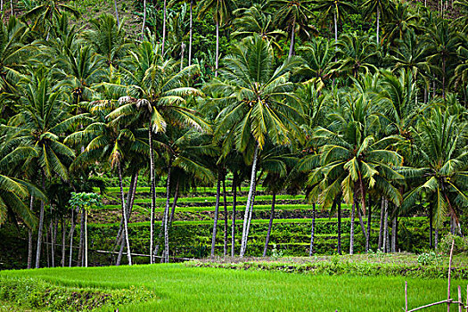 棕榈树,稻米梯田,印度尼西亚