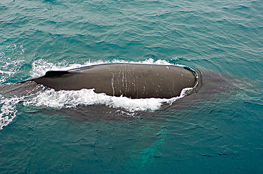 南极,驼背鲸