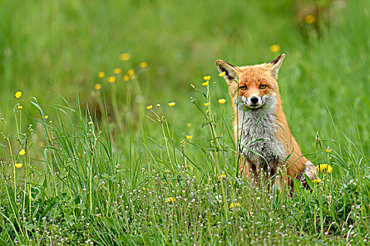 红狐,狐属,坐,高草,苏黎世,瑞士,欧洲