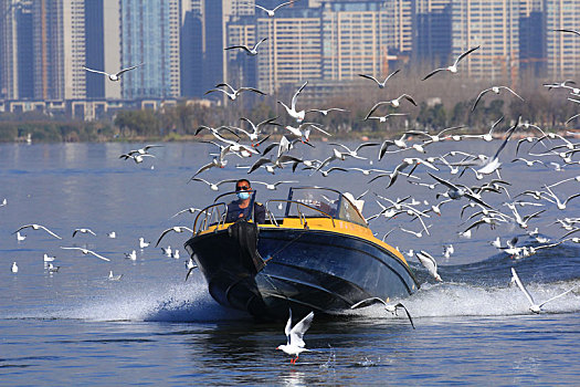 一群海鸥追着前行的气艇在湖面上飞行