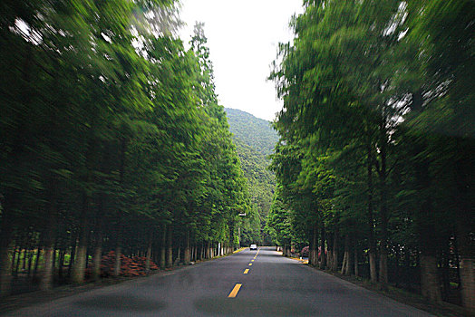 宁海,交通,公路,道路,树林,行道树,杉树