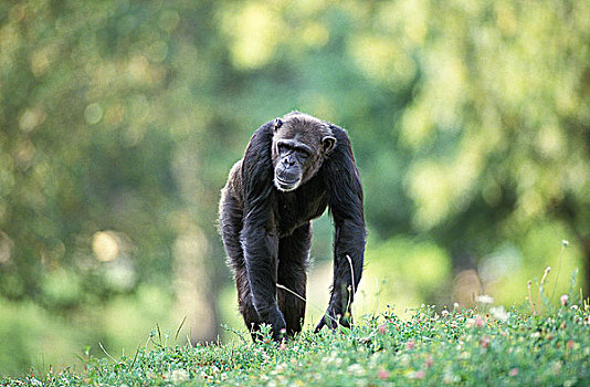 黑猩猩,类人猿,草地