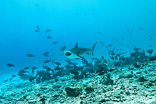 虎鲨,鼬鲨,吃,金枪鱼,岛屿,印度洋,马尔代夫,亚洲