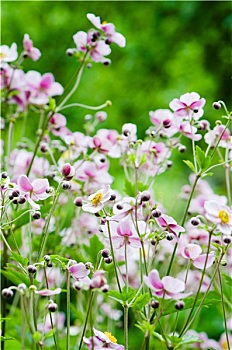 日本银莲花,花,花园,特写