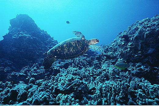 绿海,海龟,夏威夷,美国