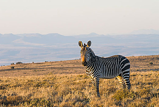 角山斑马,斑马,斑马山国家公园,东开普省,南非,非洲