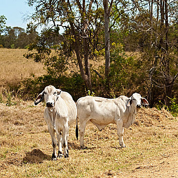 澳大利亚,菜牛