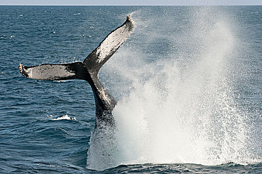 驼背鲸,大翅鲸属,鲸鱼,尾部,下加利福尼亚州,墨西哥