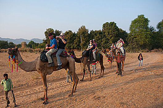 骑,骆驼,普什卡,拉贾斯坦邦,印度