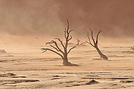 枯木,死亡谷,粘土,沙暴,纳米布沙漠,纳米比诺克陆夫国家公园,纳米比亚,非洲