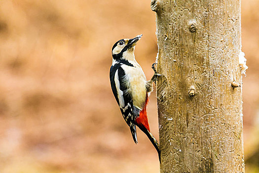 大斑啄木鸟,春天,树林