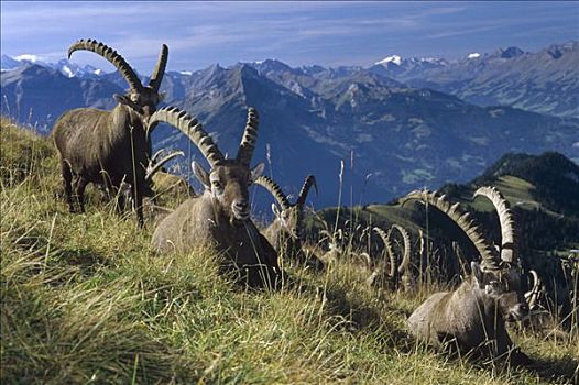 阿尔卑斯野山羊,羱羊,牧群,休息,阿尔卑斯山,背景,欧洲